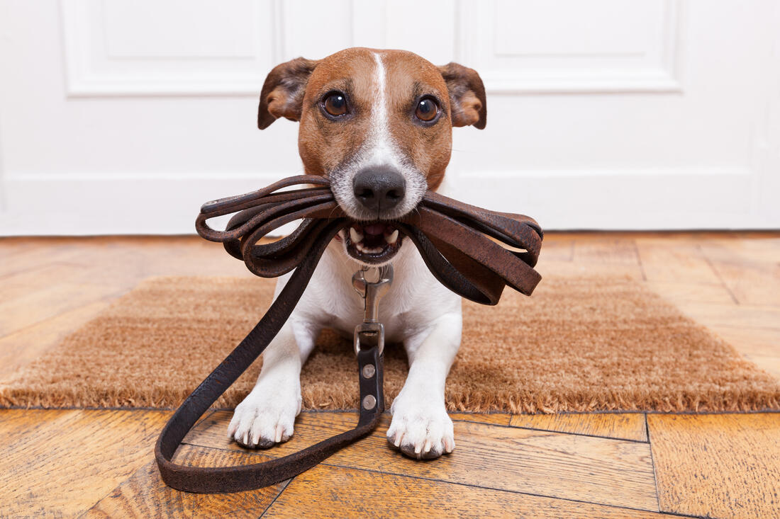 Hundeholdet er regulert av Lov om forsvarlig hundehold (Hundeloven) - Foto av hund med bånd: Adobe Stock.